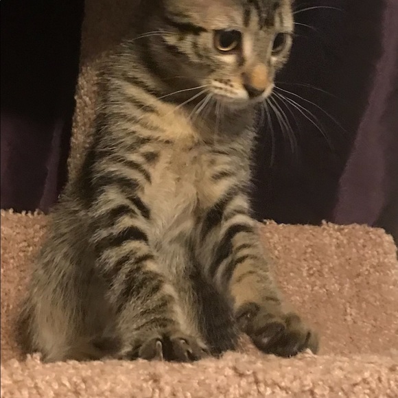 Bebe 100% cashmere cable knit turtleneck crowl neck sweater sz M - Picture 7 of 9